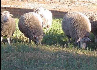 Carneros GOLDENSHEEP