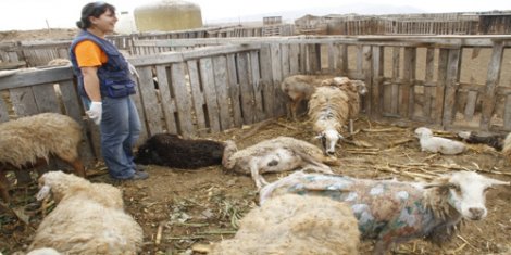 Ataque de perros a ovejas “protegidas” en un corral. Hay algunas muertas y otras heridas Sin embargo, en este caso el mayor daño se produjo por la asfixia de las ovejas al tratar de arrancar de los perros.