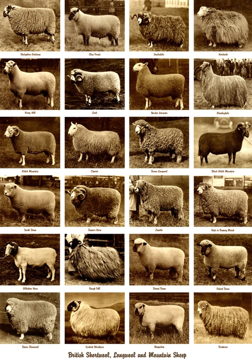 sheep-poster-1